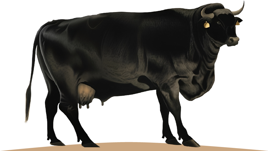 Footer Cow